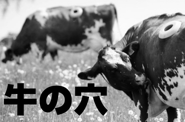 牛の穴・rumen fistula（ルーメン フィステル）