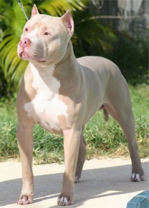 pitbull5